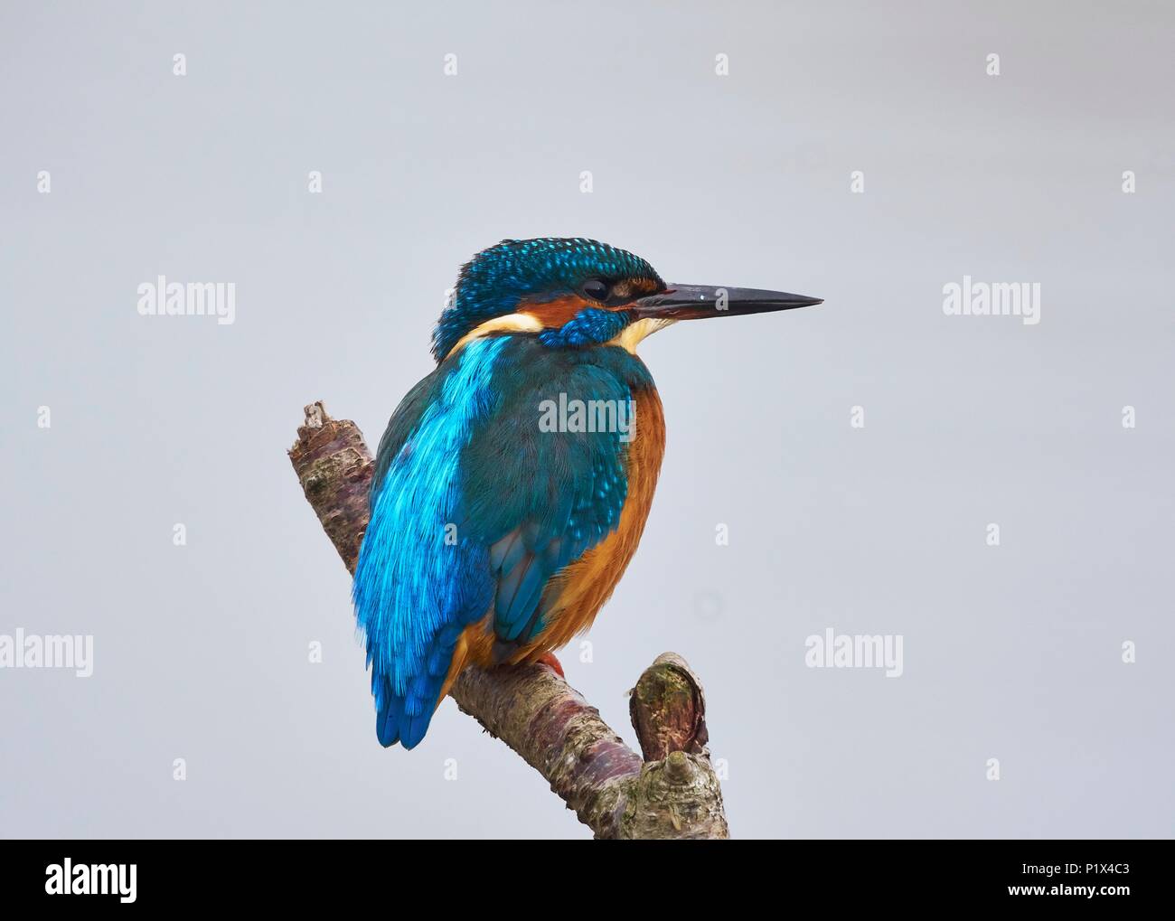 Common Kingfisher male, Alcedo atthis, against clean background Stock Photo