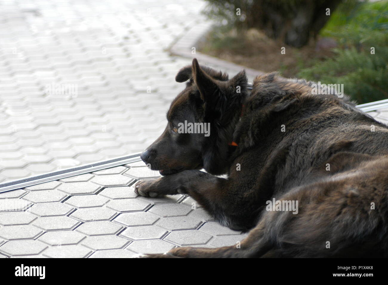 Black dog with a pensive look Stock Photo