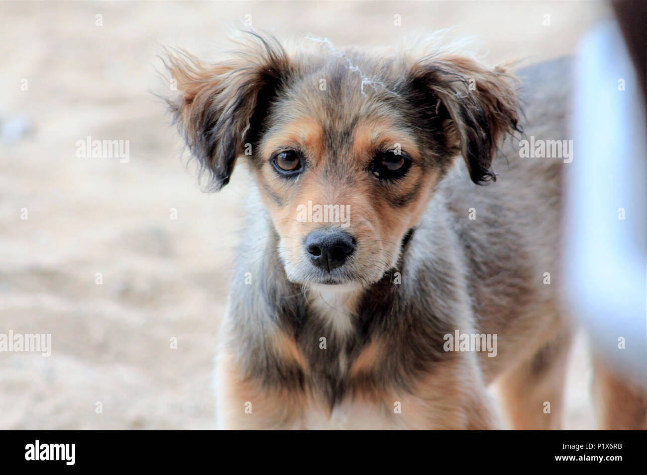 image of a abandoned brown stray dog on the beach Stock Photo - Alamy