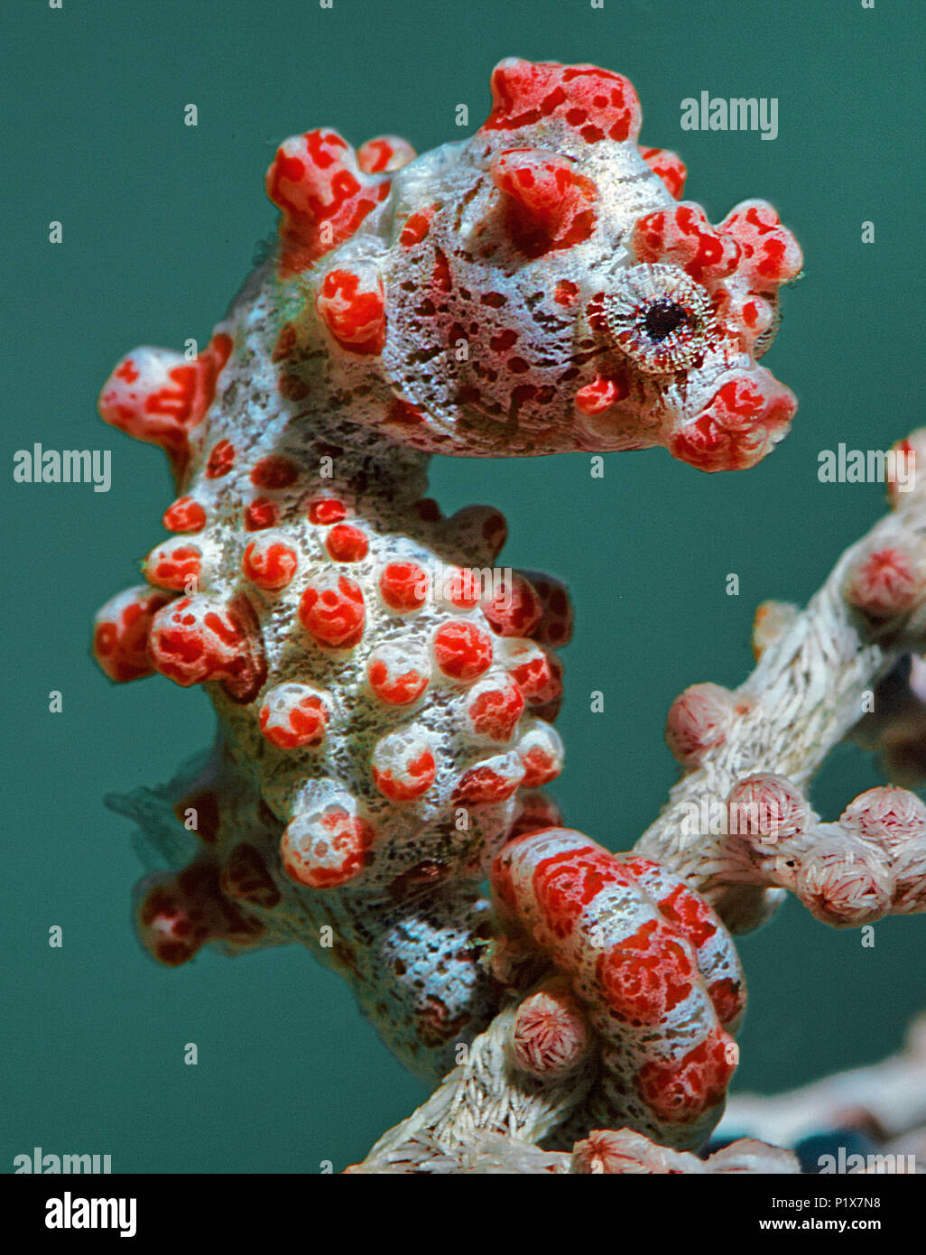 Pygmy seahorse (Hippocampus bargibanti) on seafan (Muricella paraplectana), Sulawesi, Indonesia Stock Photo