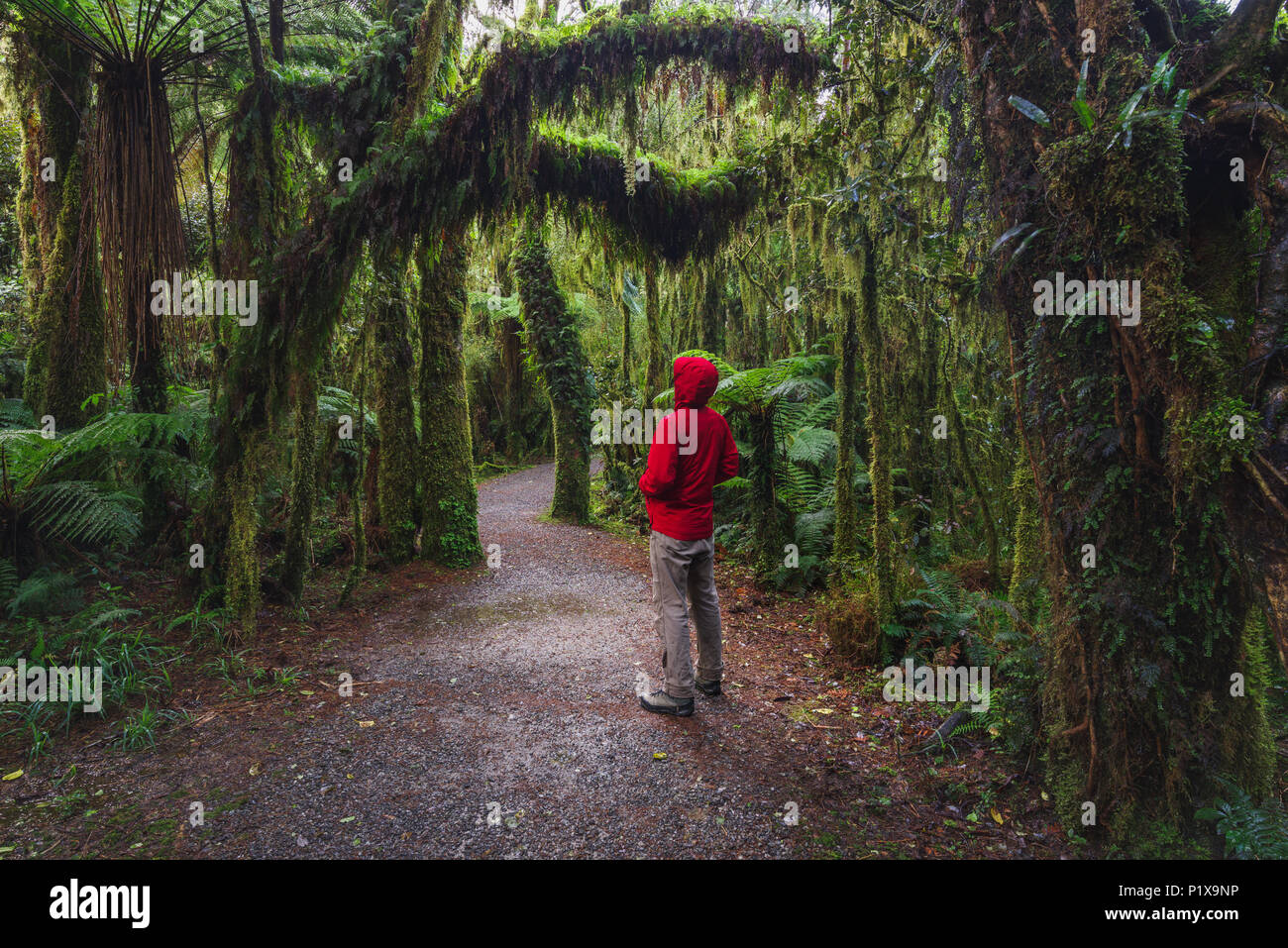 Man Enjoying New Zealand rainforest details landscape Stock Photo