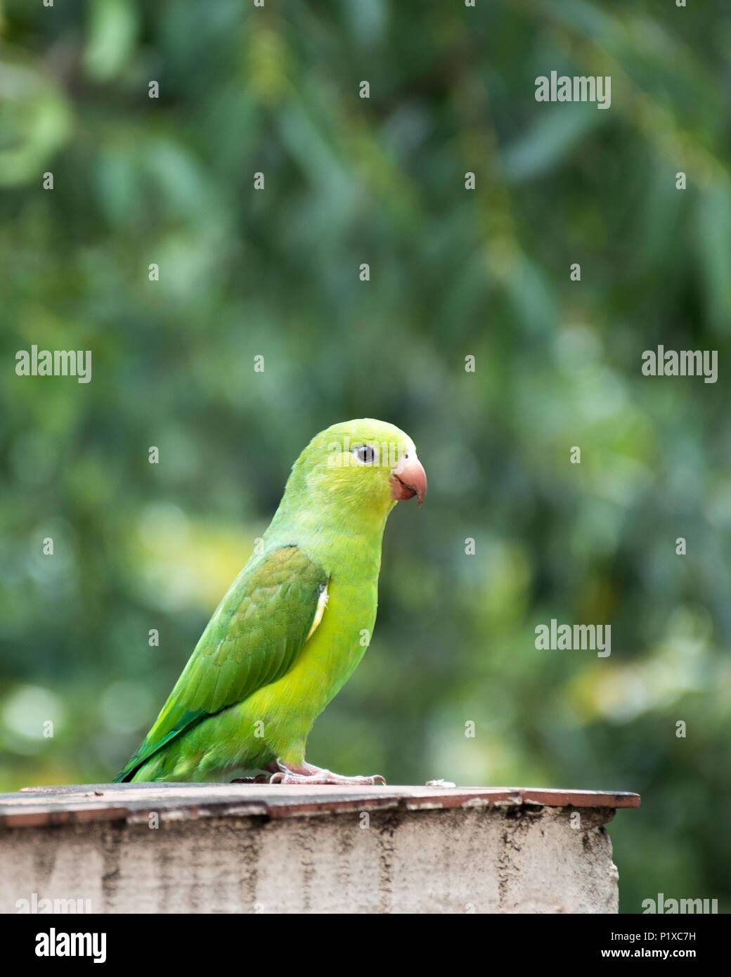 Brazilian parrot maritaca with nice background Stock Photo Alamy