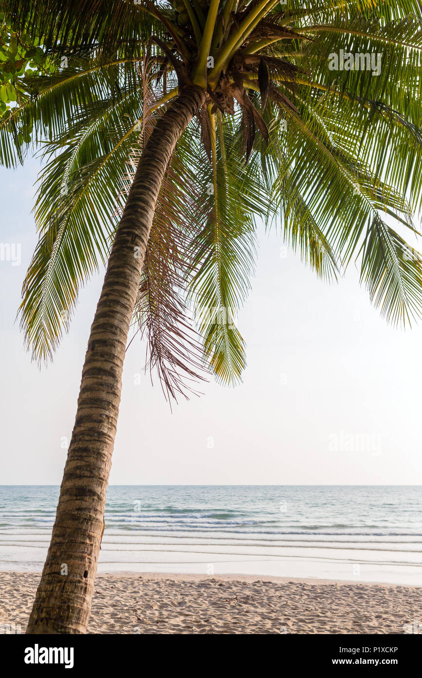 Palm Tree Beautiful Tropical Beach Hi res Stock Photography And Images palm-tree-beautiful-tropical-beach-hi-res-stock-photography-and-images