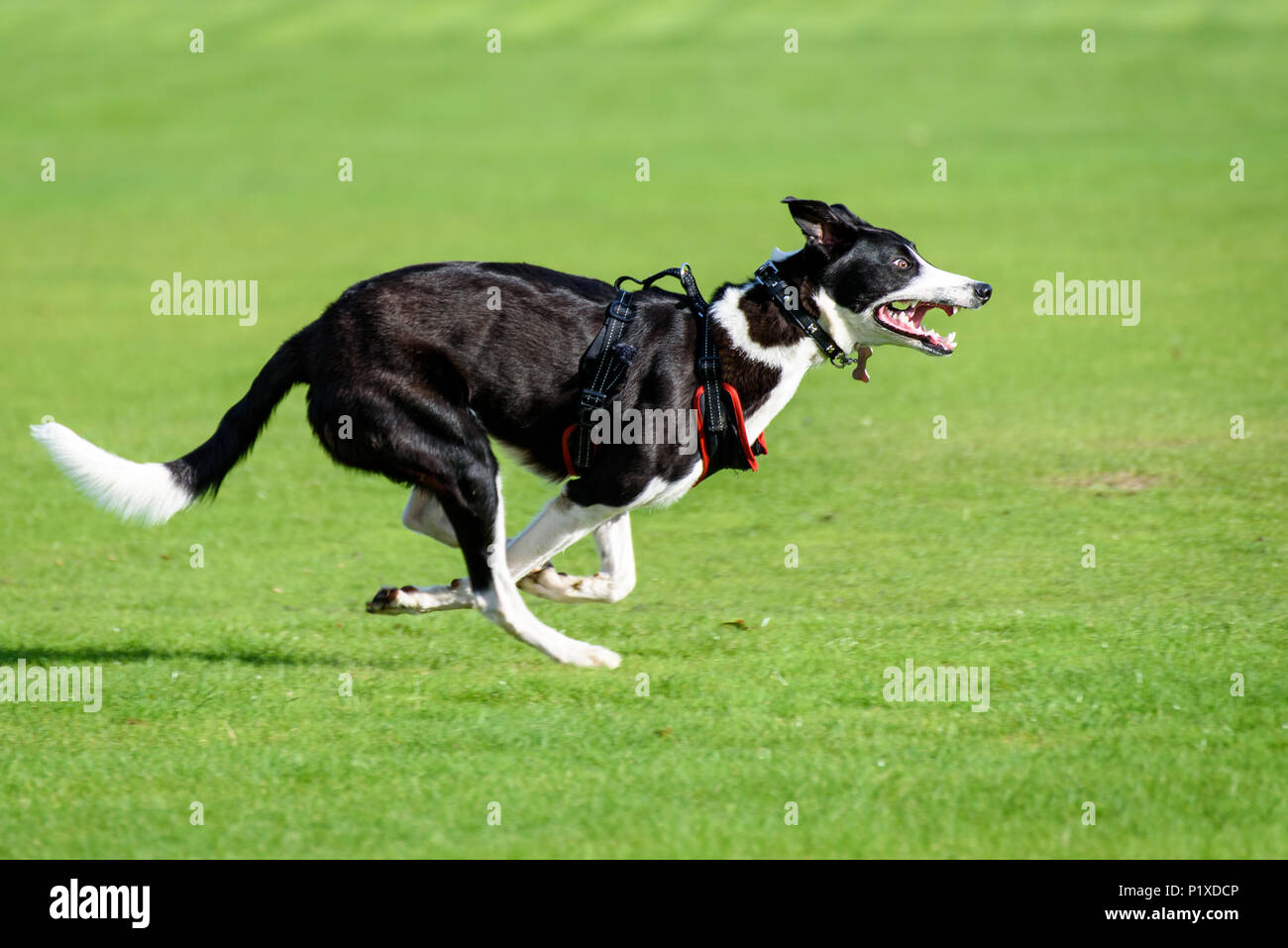 How Does A Dog Run Fast