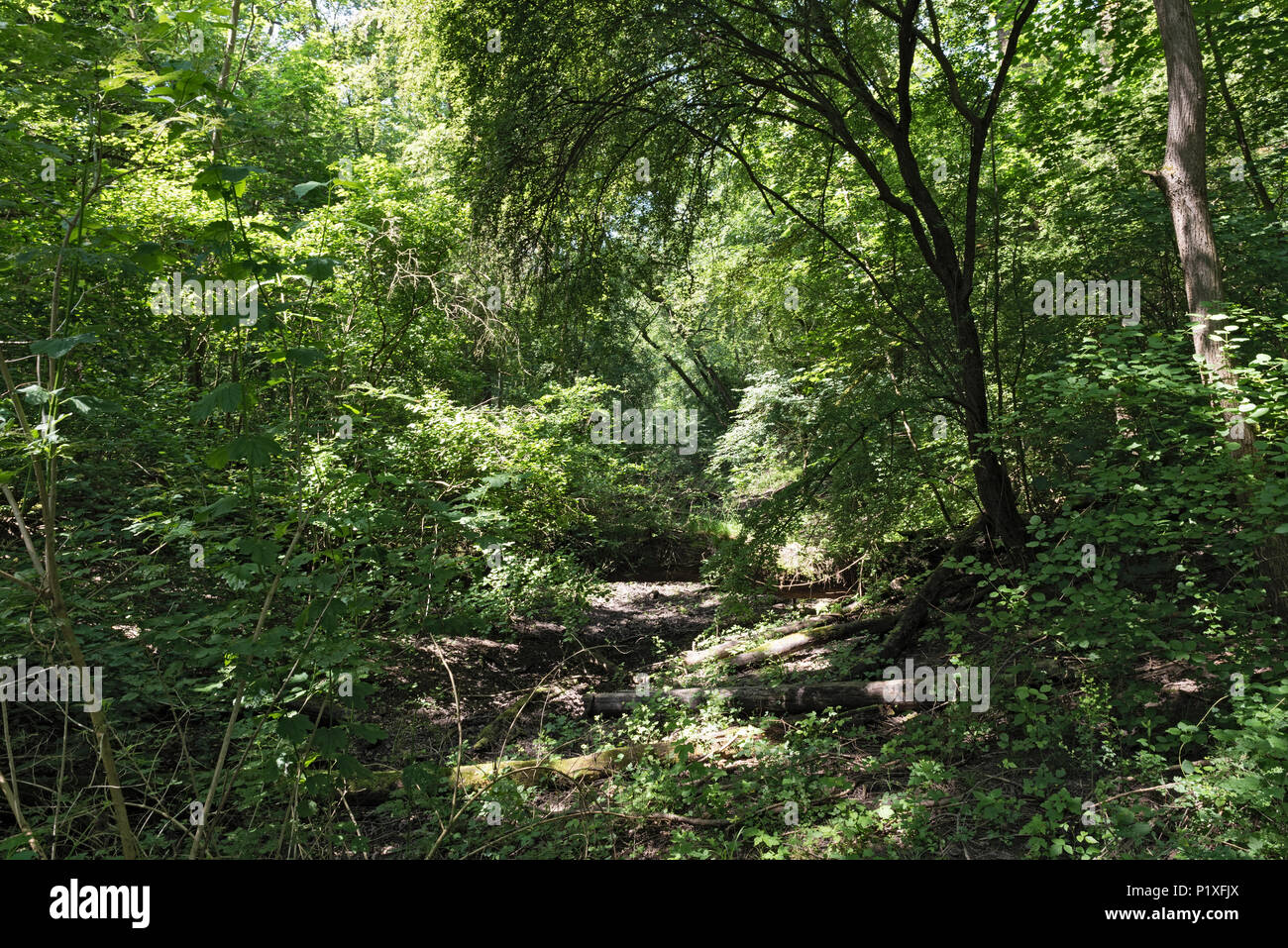 The European bird sanctuary and nature reserve Kuehkopf Knoblochsaue, germany Stock Photo