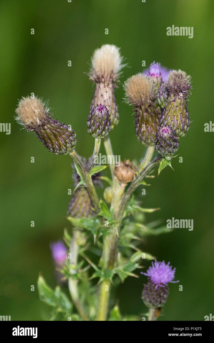 Invasive Spotted Knapweed in Montana field. Stock Photo