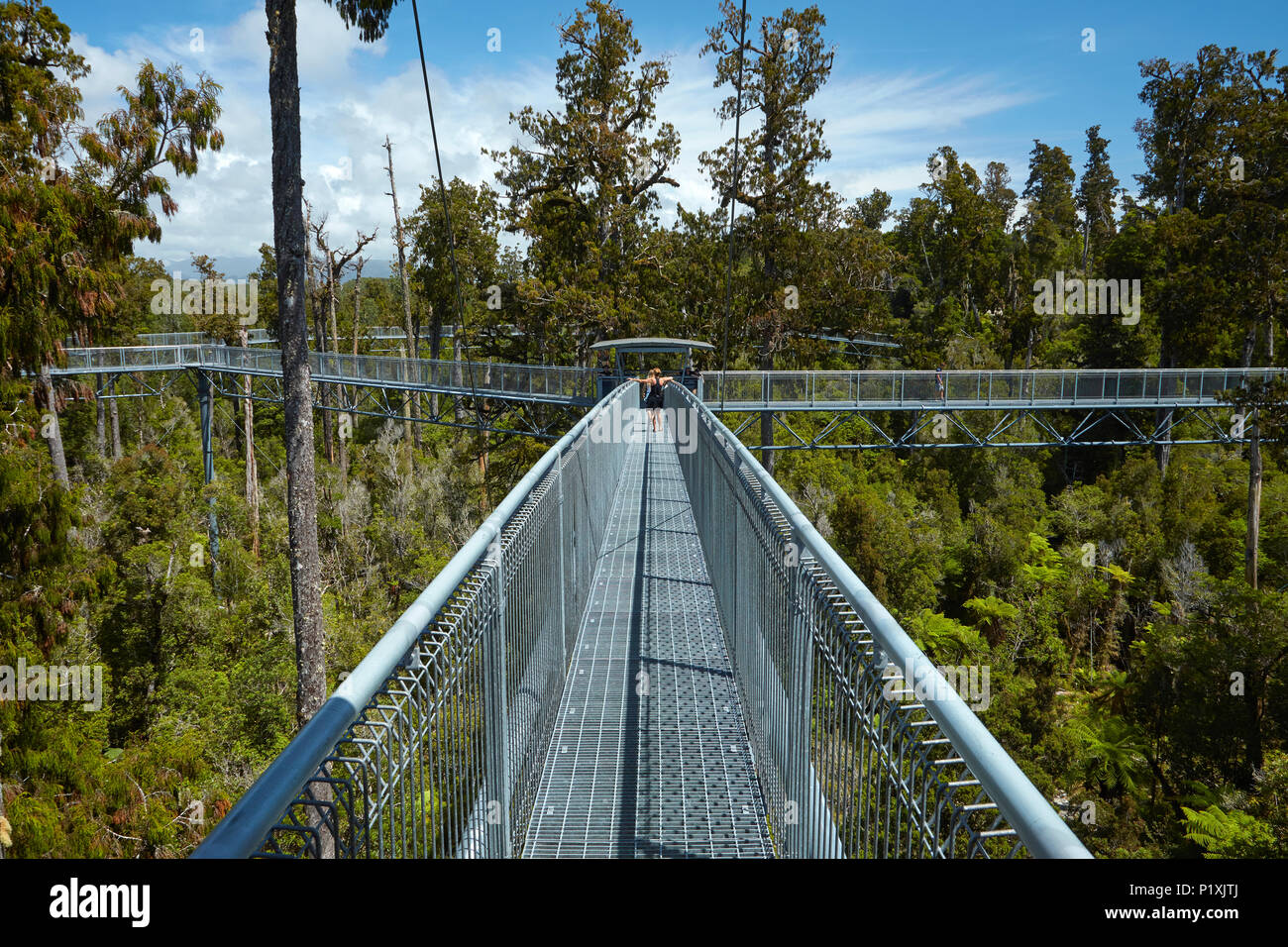 Tourists on Treetop walk, near Hokitika, West Coast, South Island, New