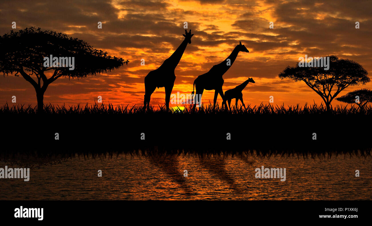 Silhouettes of giraffes  on a sunset background. Giraffes against the backdrop of the sunset and the river. Stock Photo