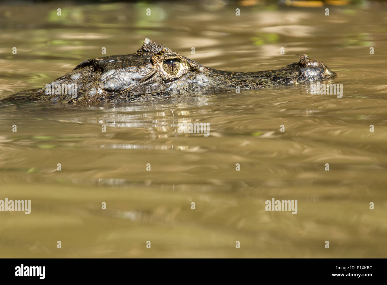 Spectacled Caimans inhabit Central and South America. They are relatively small sized crocodilians, with an average maximum weight of 6 to 40 kg (13 t Stock Photo