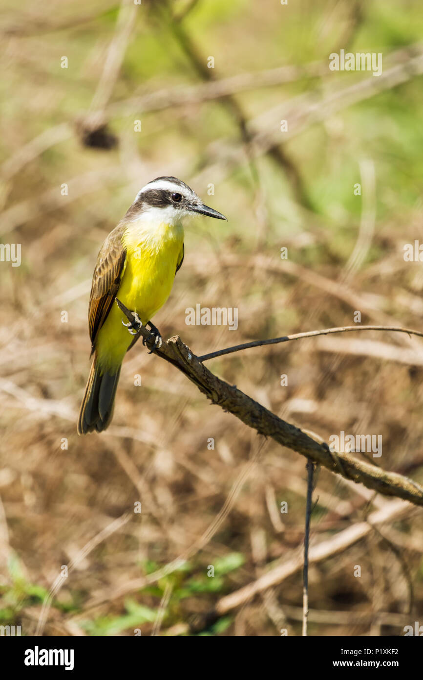 Pantanal region, Mato Grosso, Brazil, South America.  Lesser Kiskadee resting on a branch. Stock Photo