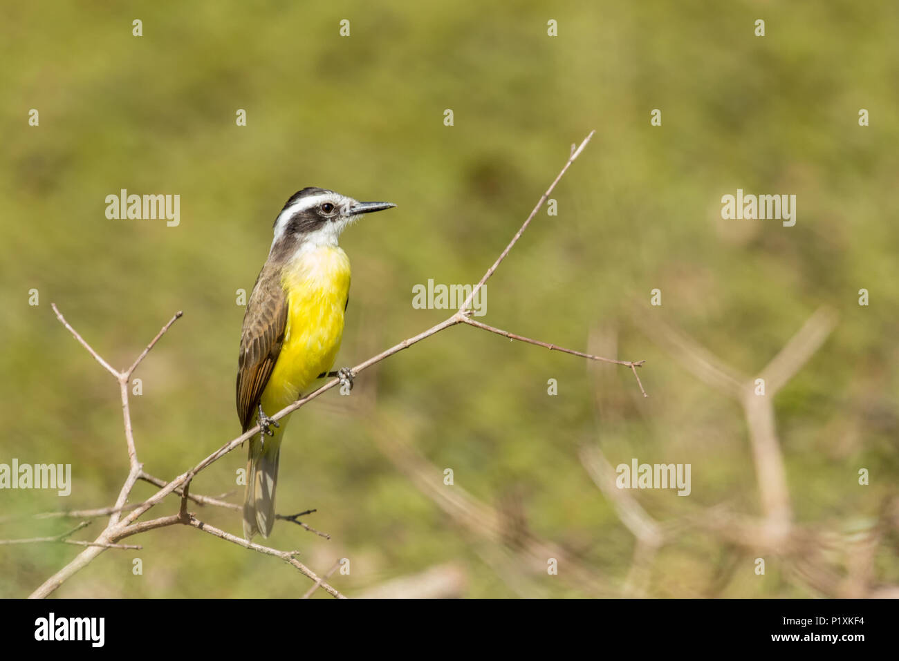 Lesser Kiskadee perched in a low shrub in the Pantanal region of Brazil, Mato Grosso, South America Stock Photo