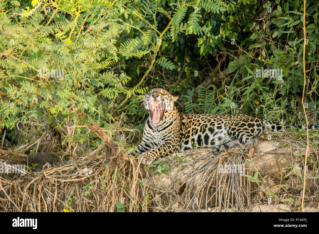 Pantanal region, Mato Grosso, Brazil, South America.  Jaguar yawning in the mid-day heat. Stock Photo