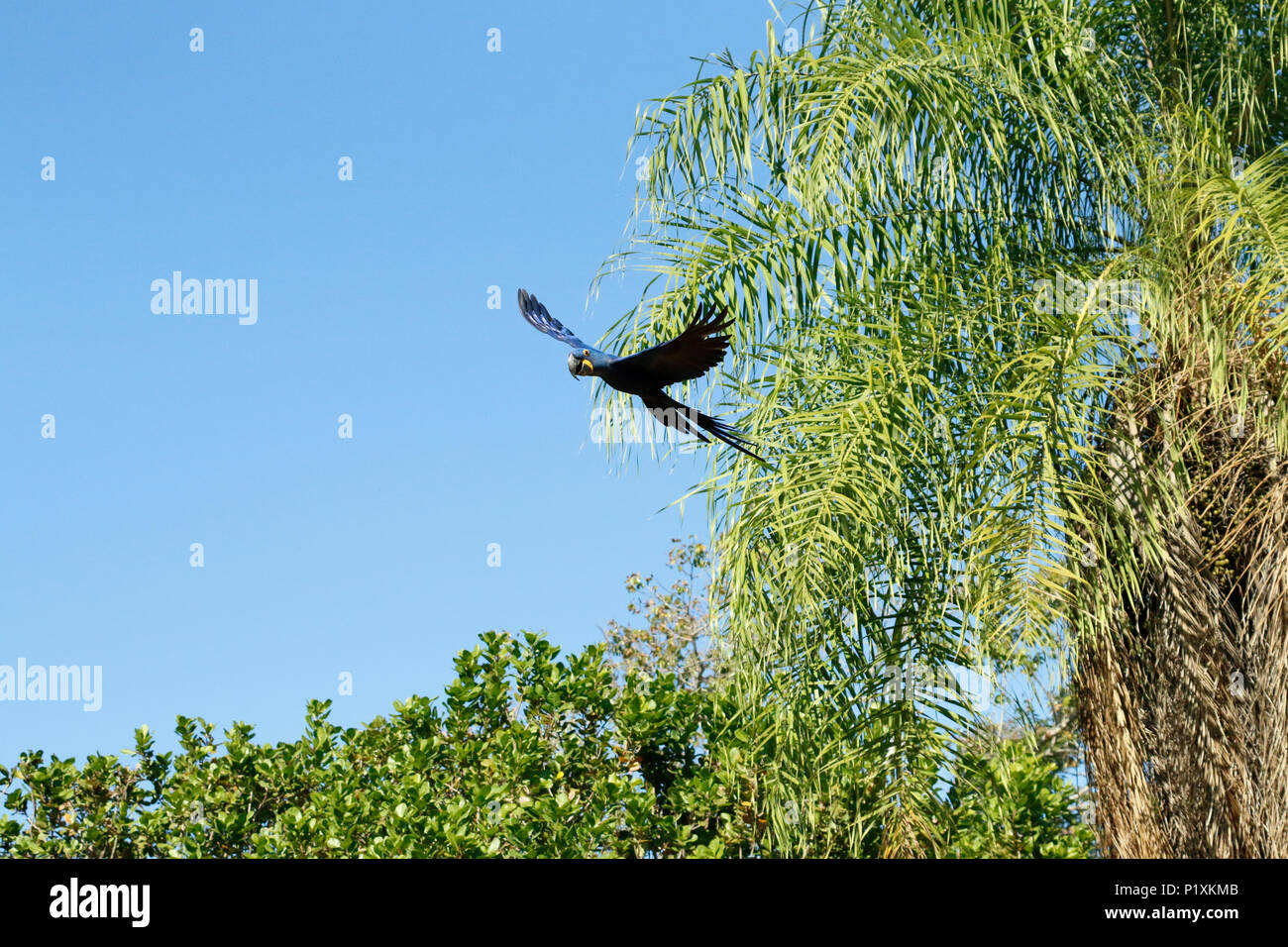 Pantanal region, Mato Grosso, Brazil, South America.  Hyacinth Macaws flying nearing Babacu (or Babassu) Palm trees. Stock Photo