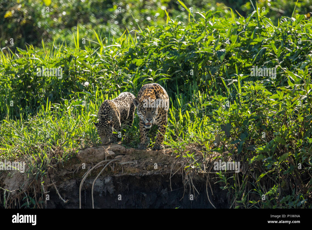 Pantanal region, Mato Grosso, Brazil, South America.  Female Jaguar and a cub along a riverbank, about to go down for a swim. Stock Photo