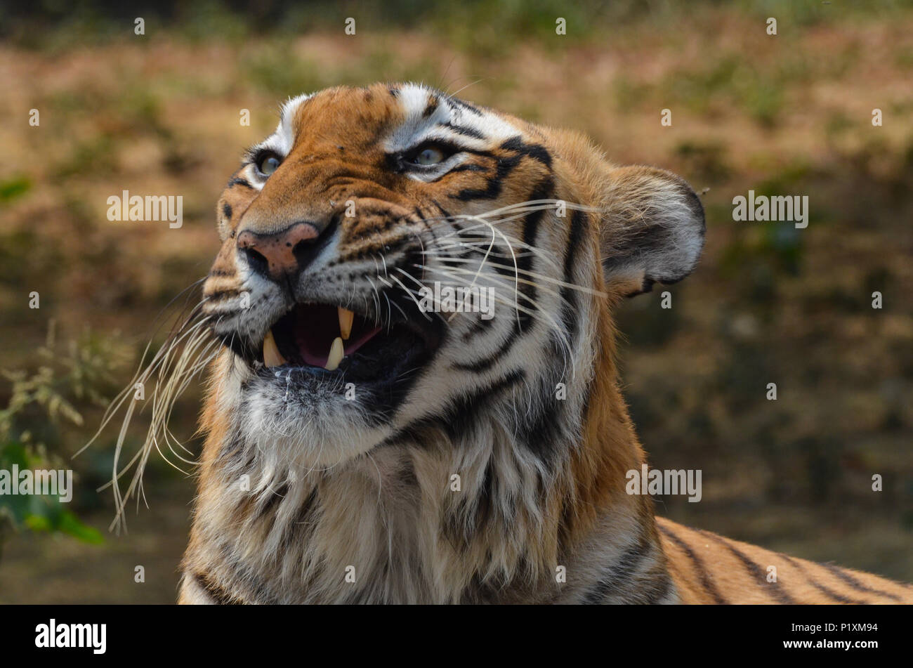 Bengal Tiger New Photos