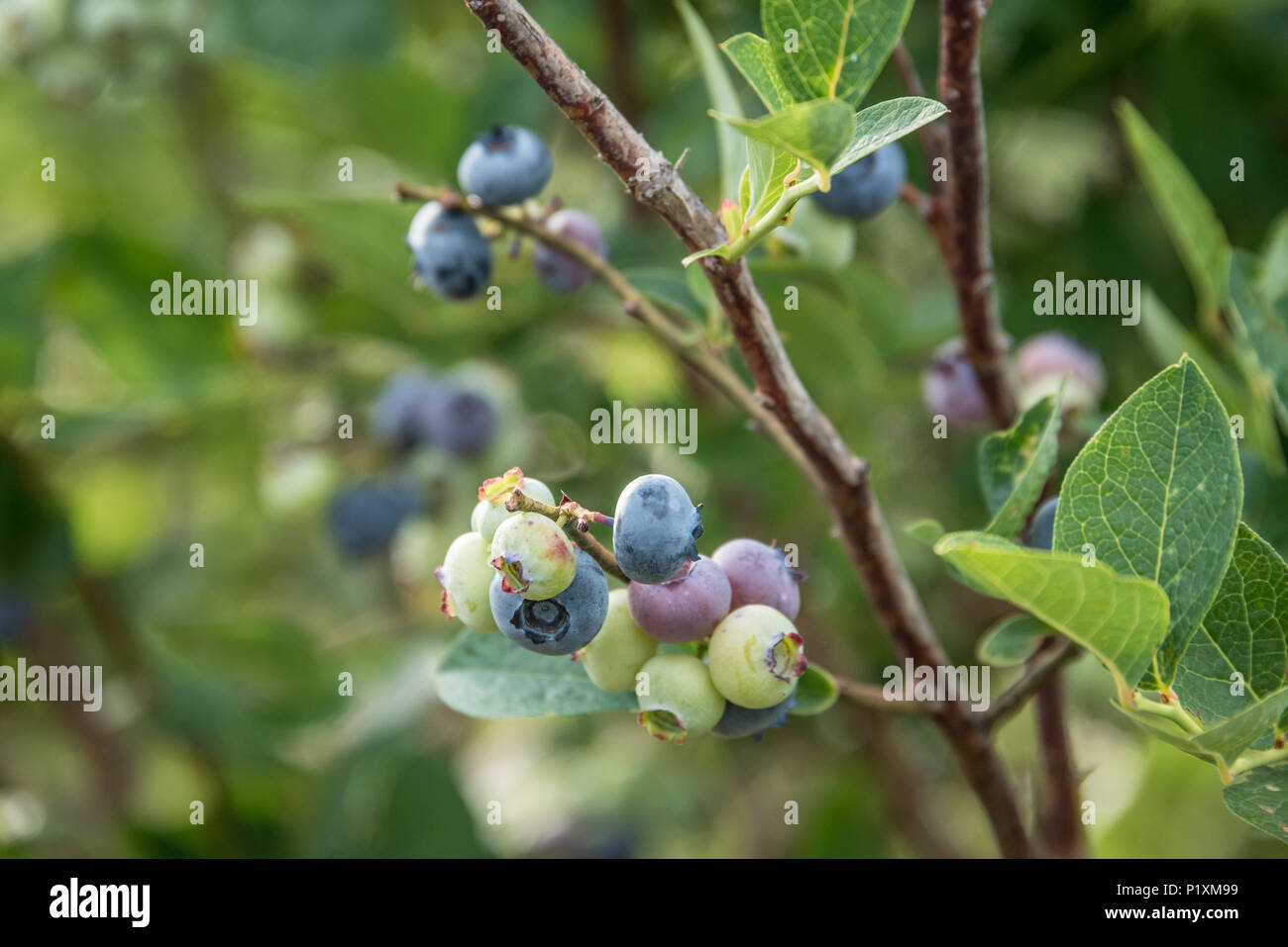 Thunderbird berry farm hires stock photography and images Alamy