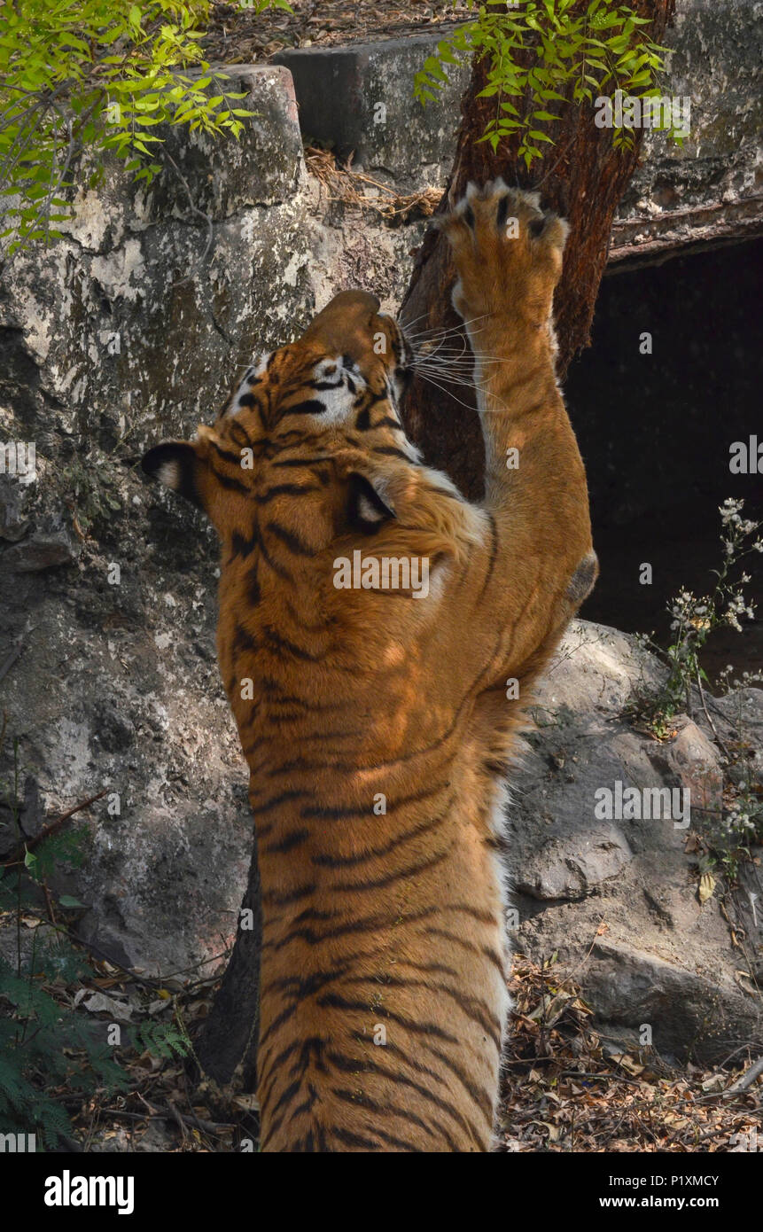 Bengal tiger scratching tree hires stock photography and images Alamy