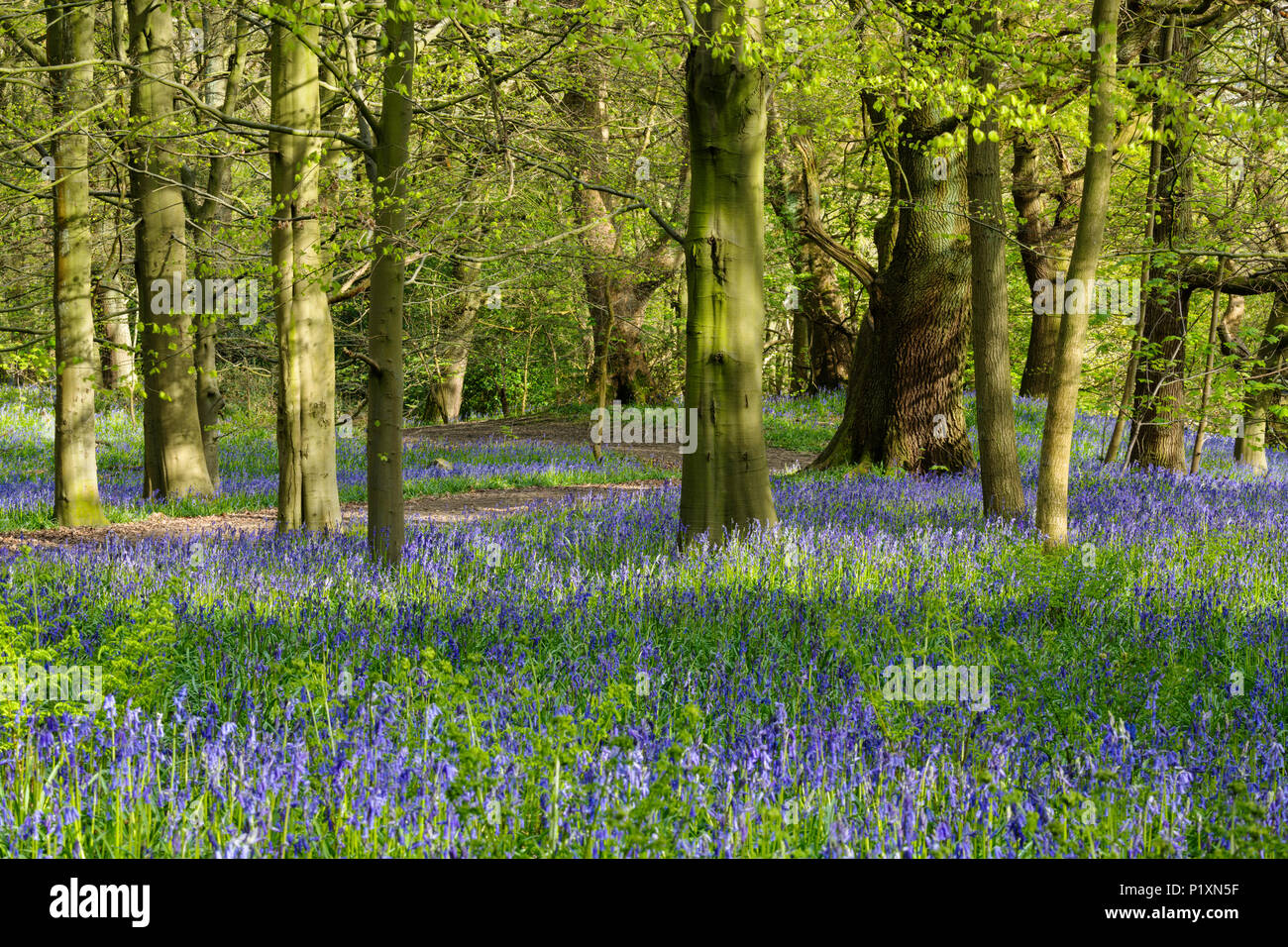 Dappled sunlight, windy path, beautiful colourful blue carpet of flowering bluebells & trees - Middleton Woods, Ilkley, West Yorkshire, England, UK. Stock Photo