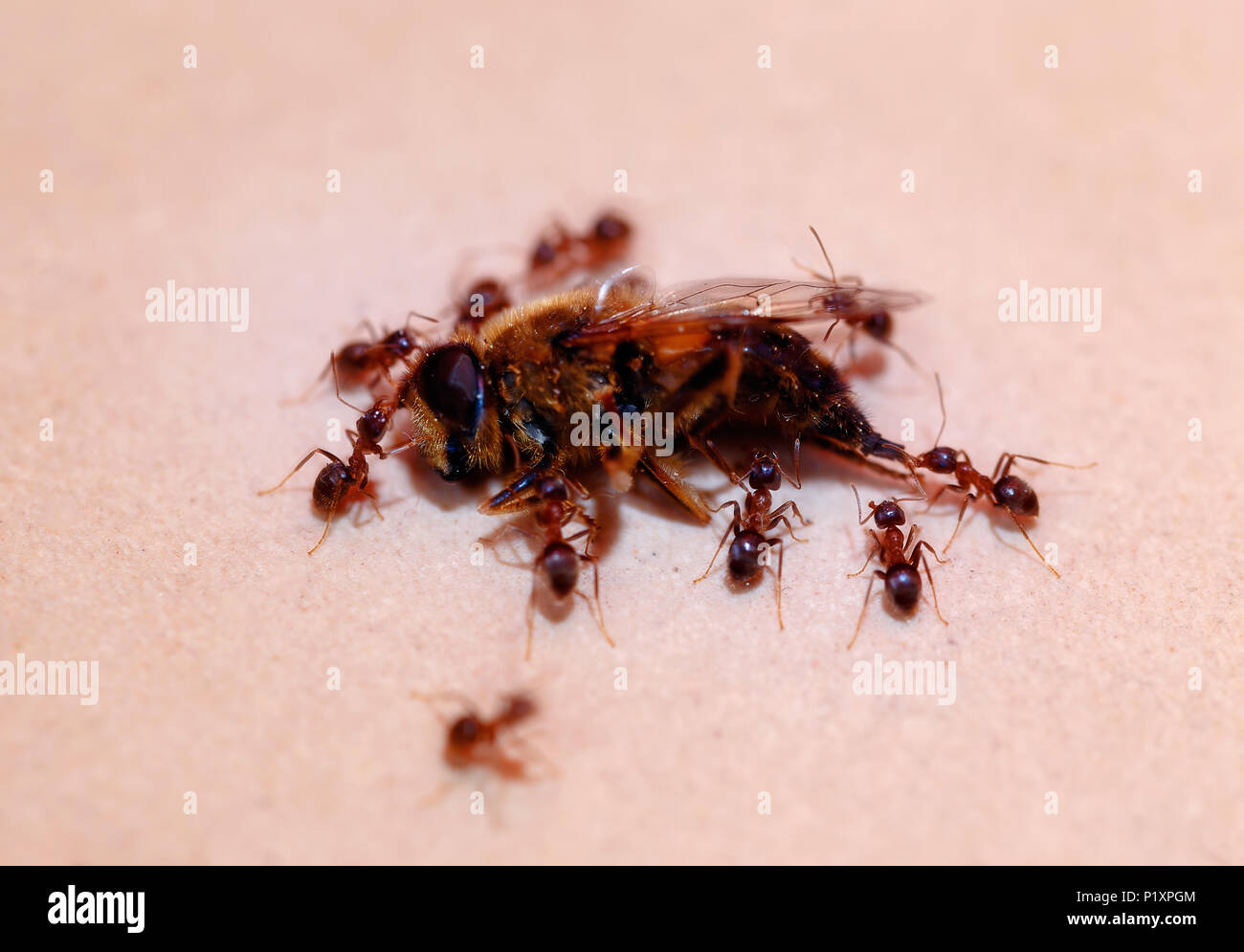 ants carry bee ,strong ant. Blur background Stock Photo
