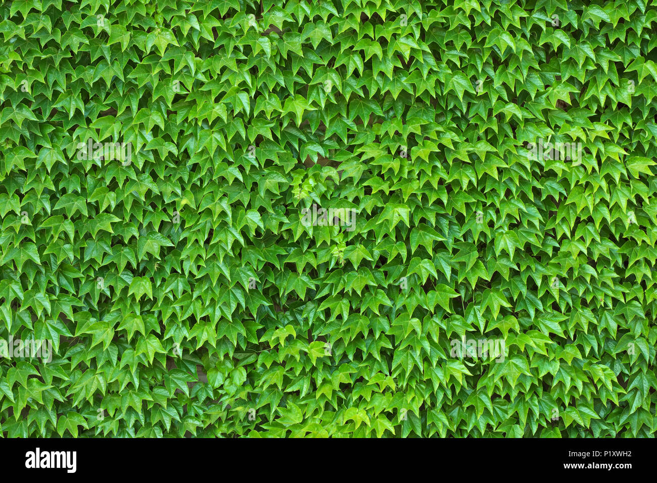 Dense ivy on wall fresh green leaves texture background Stock Photo