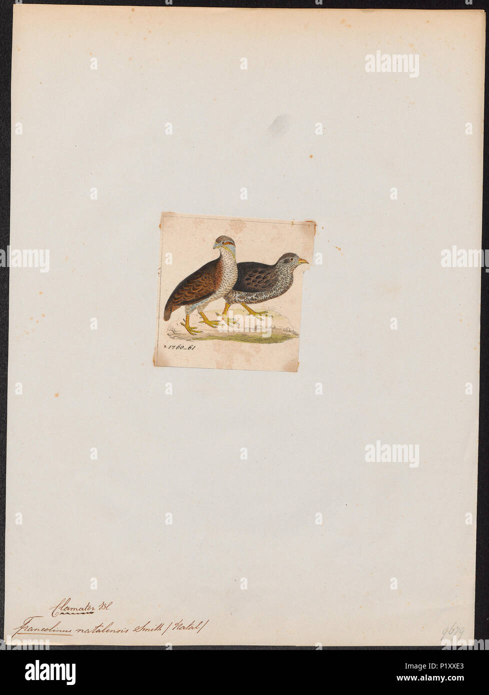 125 Francolinus natalensis - 1820-1863 - Print - Iconographia Zoologica - Special Collections University of Amsterdam - UBA01 IZ17100055 Stock Photo