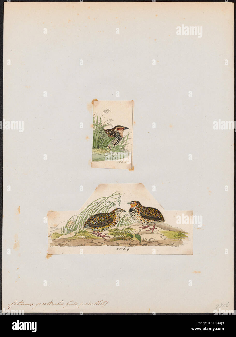 Coturnix pectoralis hires stock photography and images Alamy