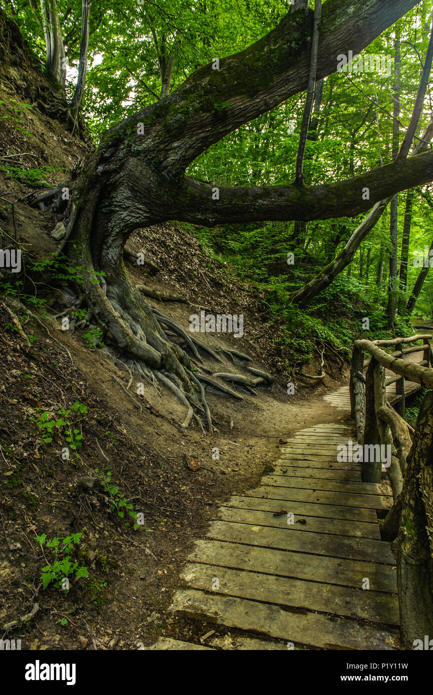 old tree bending over a path Stock Photo Alamy