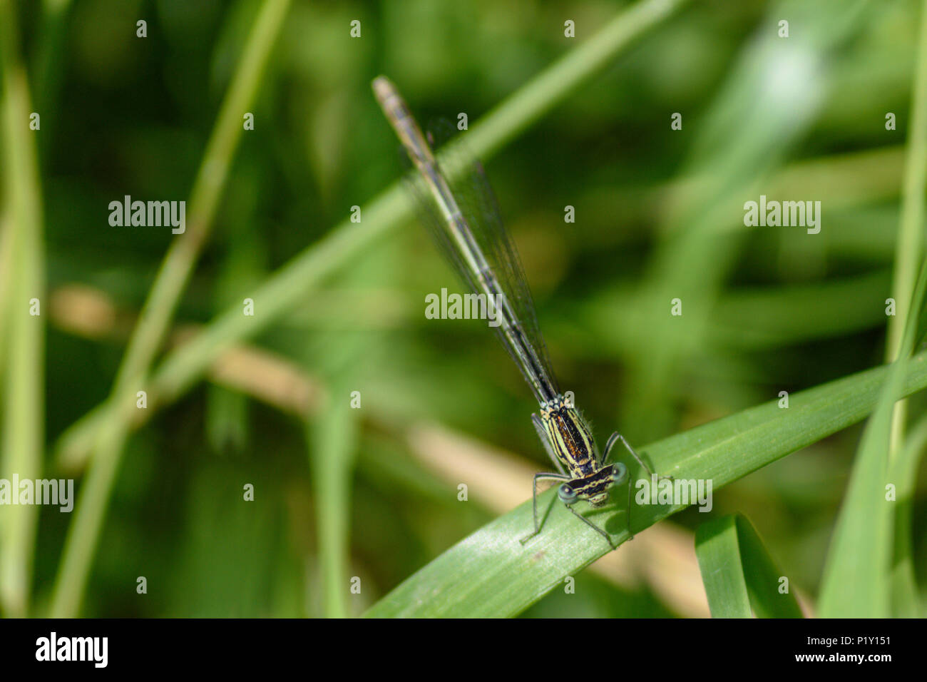 White legged damselfly hi-res stock photography and images - Alamy
