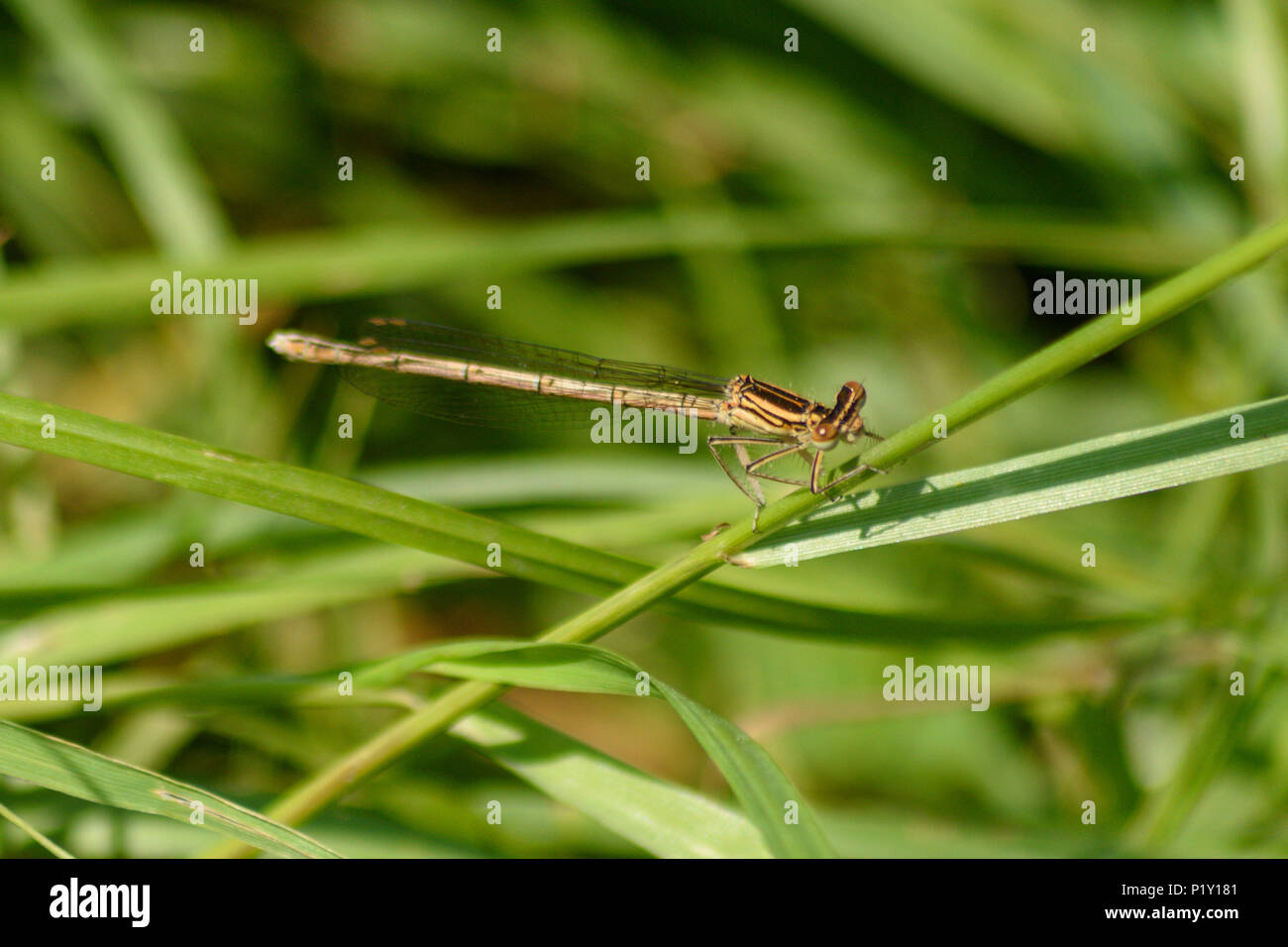 Female white legged damselfly perched on a stem of grass next to a river Stock Photo