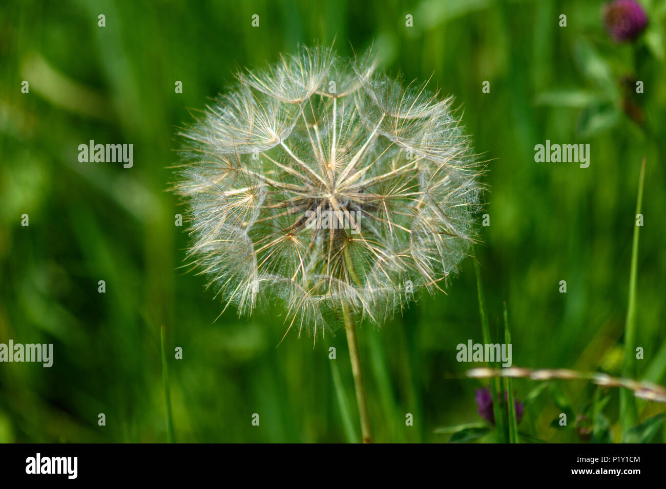 Goats beard "clock" seedhead fully open waiting for the wind Stock Photo