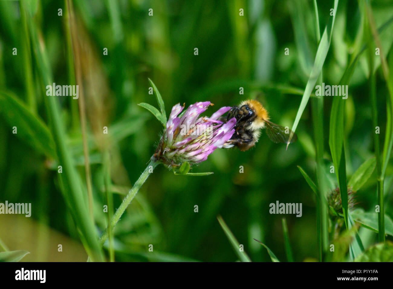 Common carder bee feeding from a pink clover flower front view Stock Photo