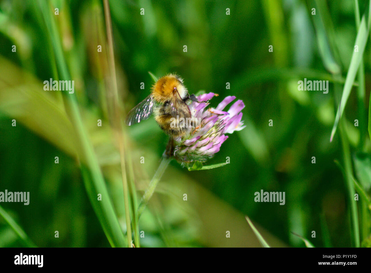 Common carder bee feeding from a pink clover flower back view Stock Photo