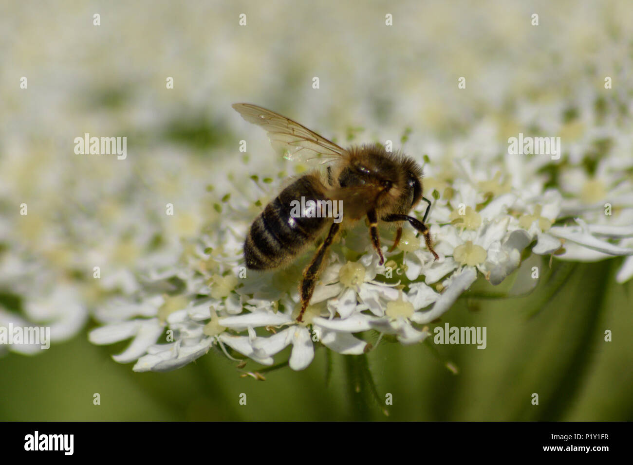 Side on view of a honey bee feeding from a common hogweed flower Stock Photo