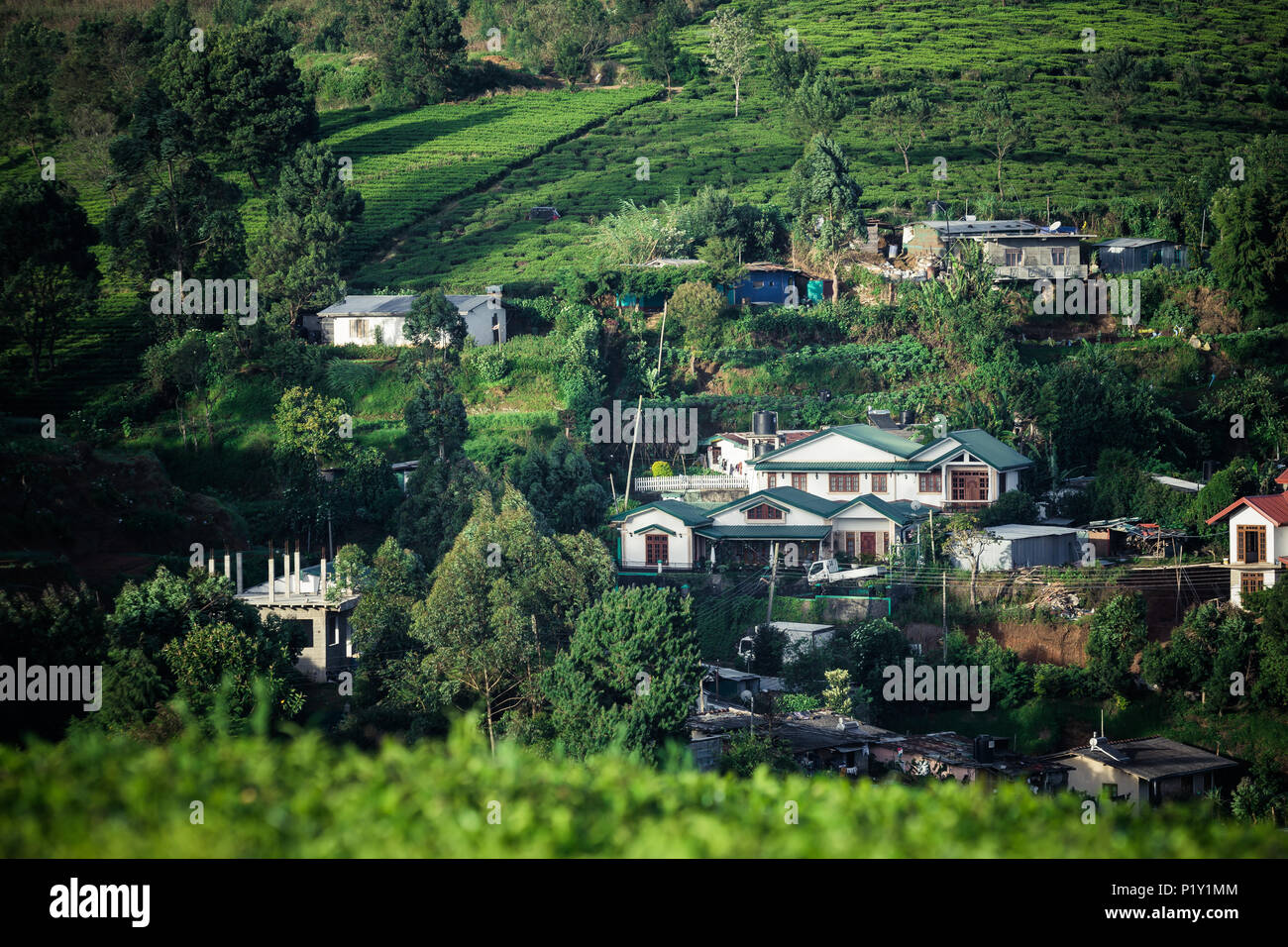beautiful landscape of Ceylon. tea plantations and ancient houses Stock