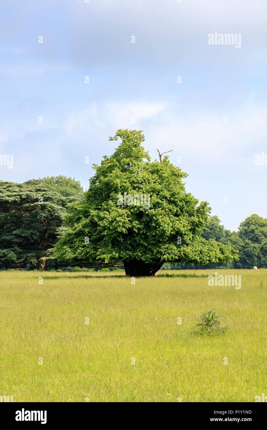 A grand conical tree stands in the middle of a Gloucestershire field
