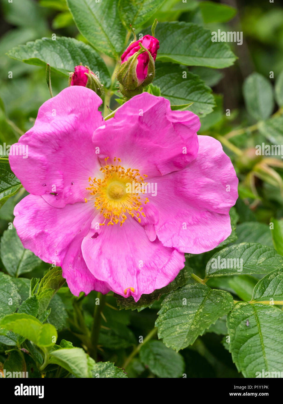 Pink flower and buds of the tough and hardy deciduous shrub rose, Rosa