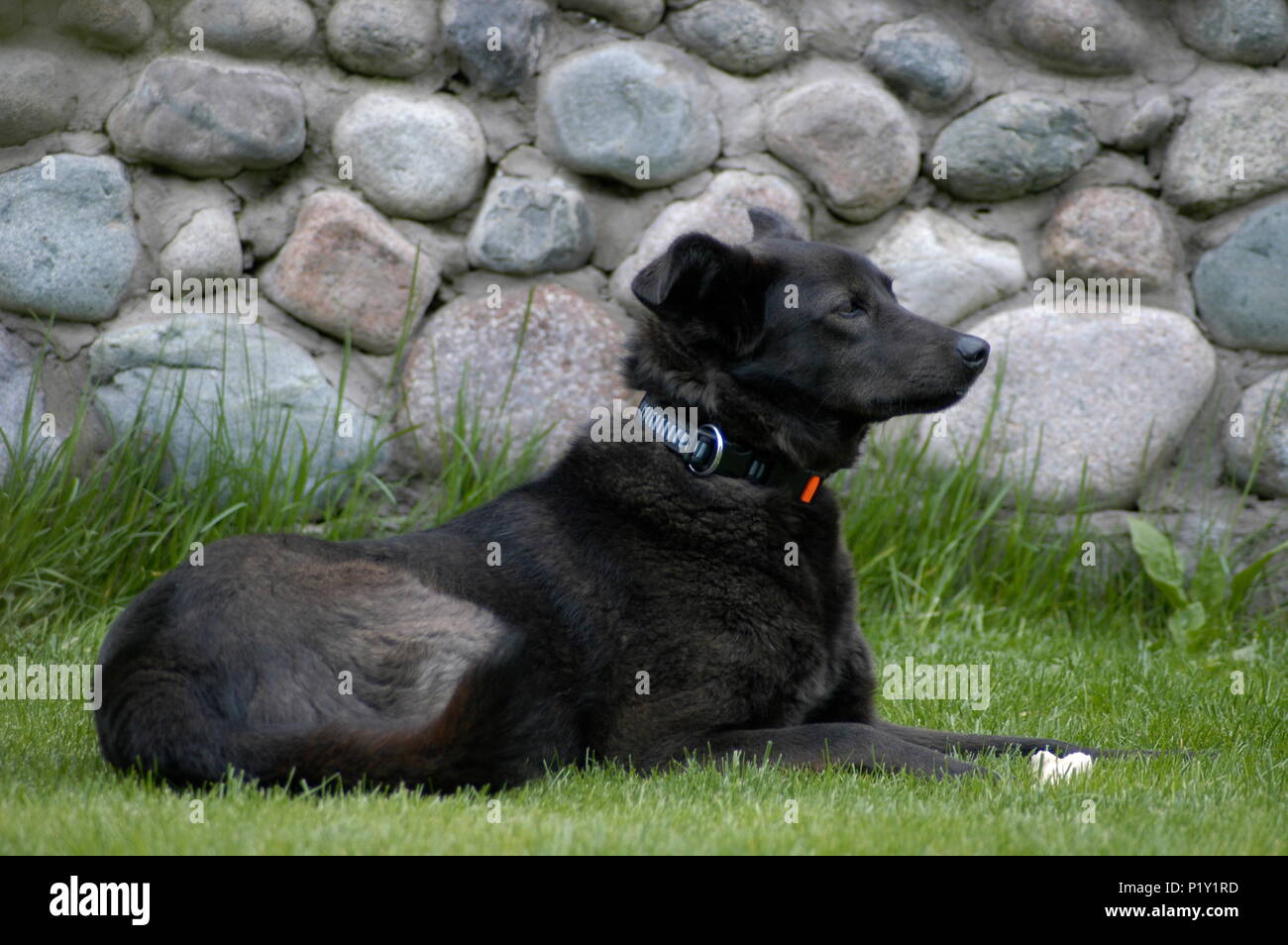 Black dog on the green grass Stock Photo