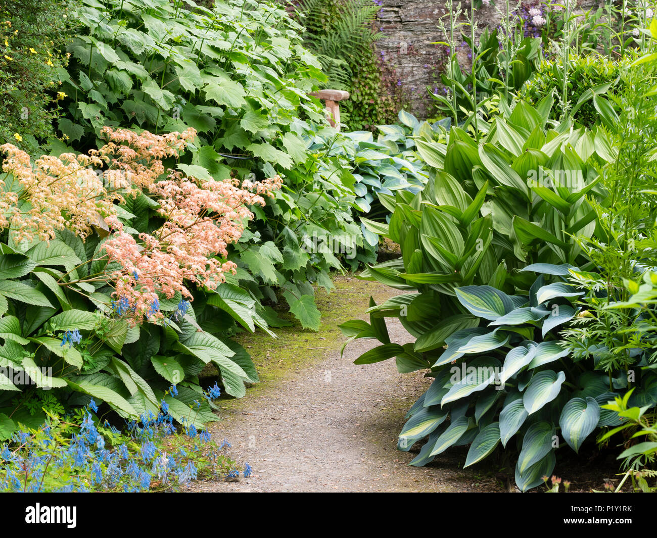 Lush foliage planting of Rodgersia pinnata, Veratrum album var. flavum,Hoste 'June' and Kirengeshoma palmata 'Korean form' edge a garden path Stock Photo