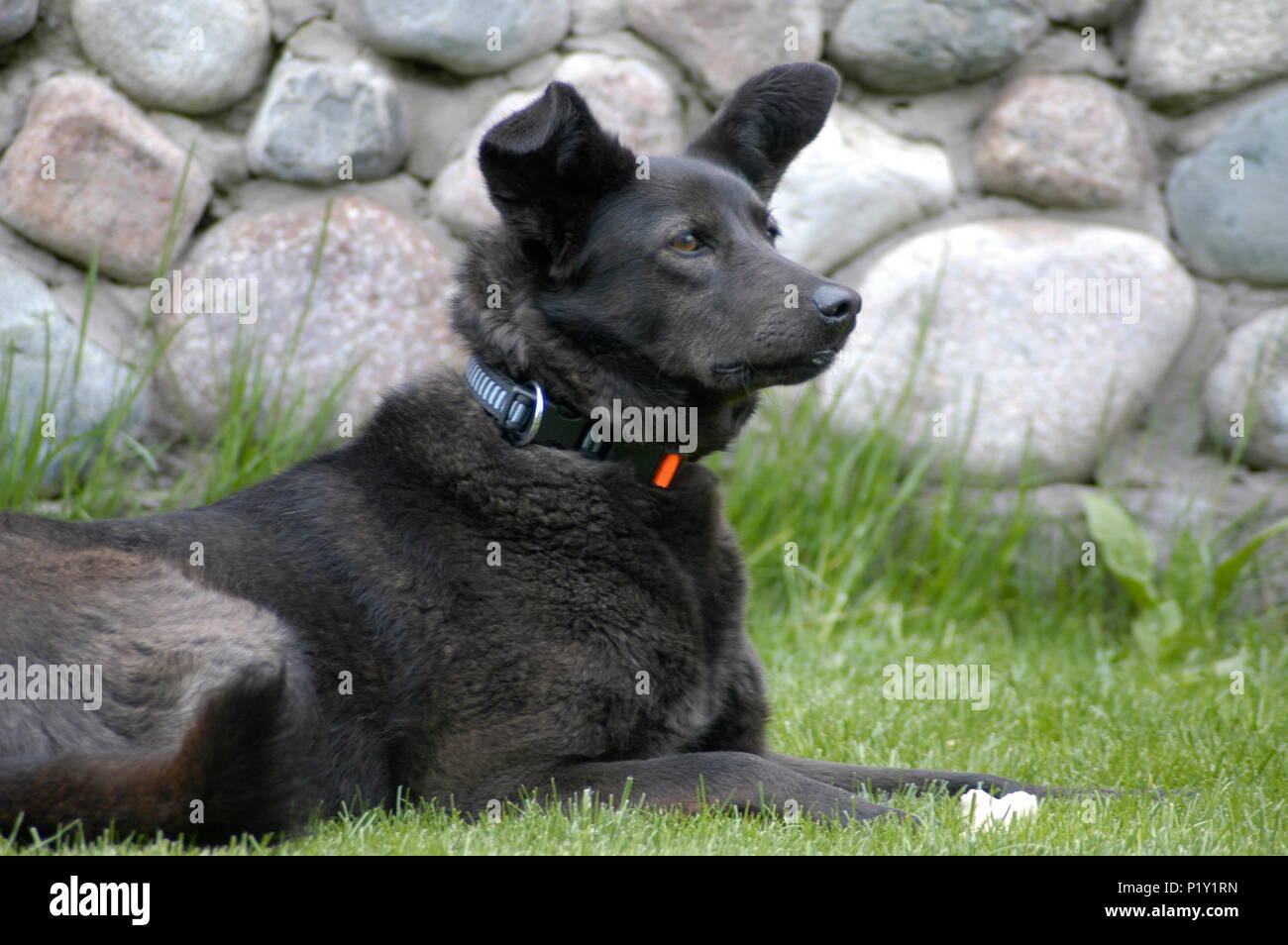Black dog on the green grass Stock Photo
