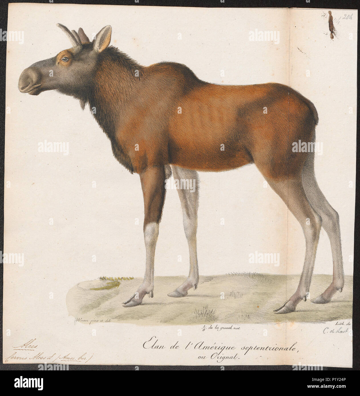 . Cervus alces . between 1818 and 1842 57 Cervus alces - 1818-1842 - Print - Iconographia Zoologica - Special Collections University of Amsterdam - UBA01 IZ21500094 Stock Photo