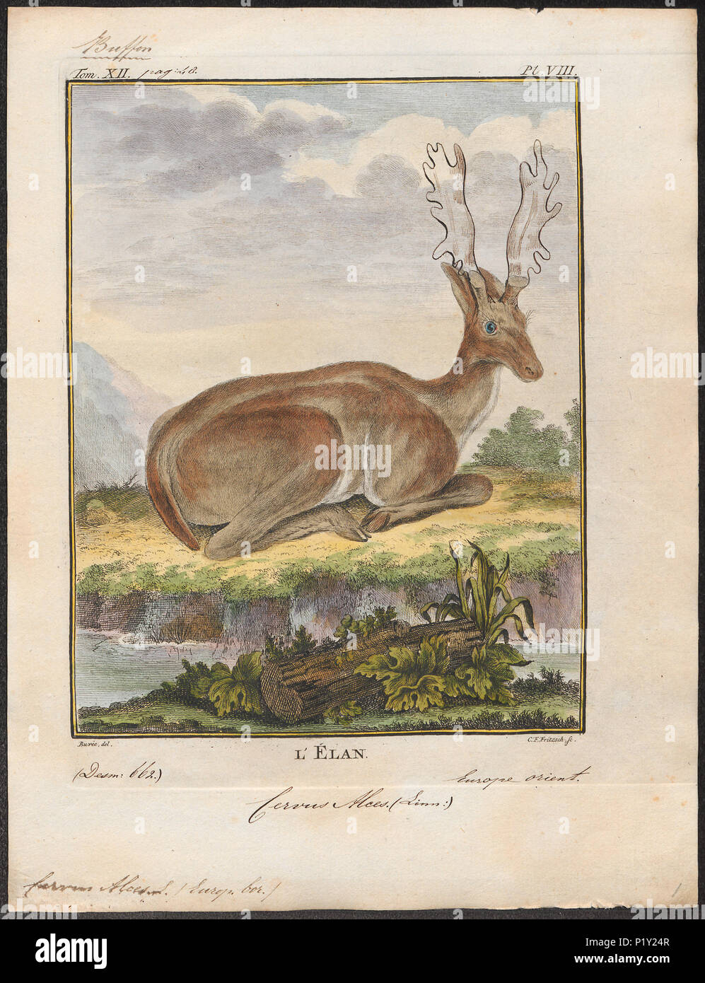 . Cervus alces . between 1700 and 1880 57 Cervus alces - 1700-1880 - Print - Iconographia Zoologica - Special Collections University of Amsterdam - UBA01 IZ21500096 Stock Photo