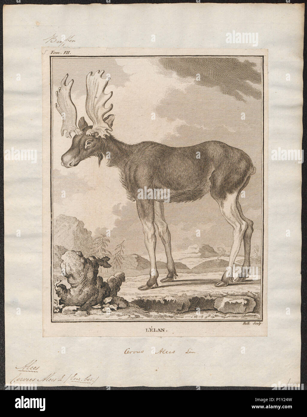 . Cervus alces . between 1700 and 1880 57 Cervus alces - 1700-1880 - Print - Iconographia Zoologica - Special Collections University of Amsterdam - UBA01 IZ21500098 Stock Photo