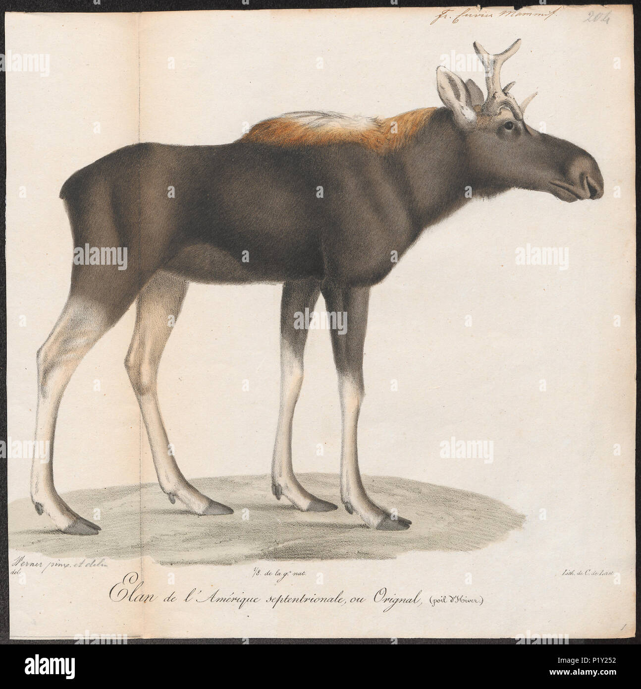 . Cervus alces . between 1818 and 1842 57 Cervus alces - 1818-1842 - Print - Iconographia Zoologica - Special Collections University of Amsterdam - UBA01 IZ21500104 Stock Photo