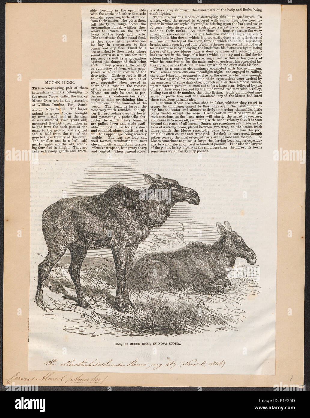 . Cervus alces . 1856 57 Cervus alces - 1856 - Print - Iconographia Zoologica - Special Collections University of Amsterdam - UBA01 IZ21500116 Stock Photo