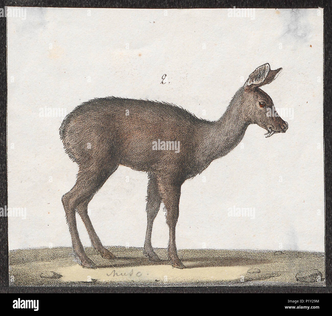 Moschus moschiferus hi-res stock photography and images - Alamy