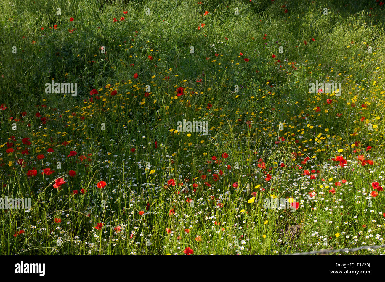 bright red poppies in wild flower meadow Stock Photo