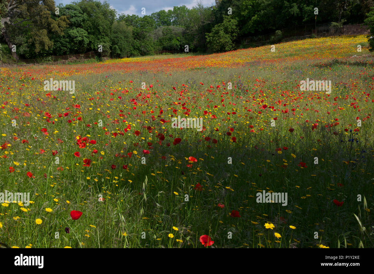 bright red poppies in wild flower meadow Stock Photo