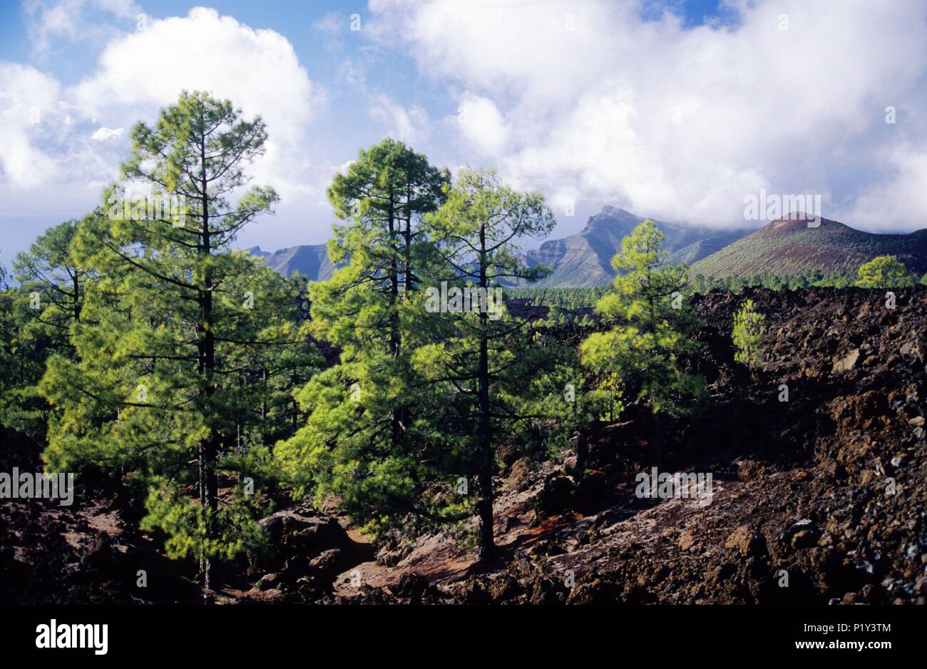 Chio Tenerife High Resolution Stock Photography And Images Alamy