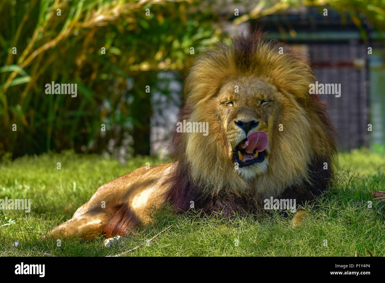 Lion the wildlife on grass Stock Photo