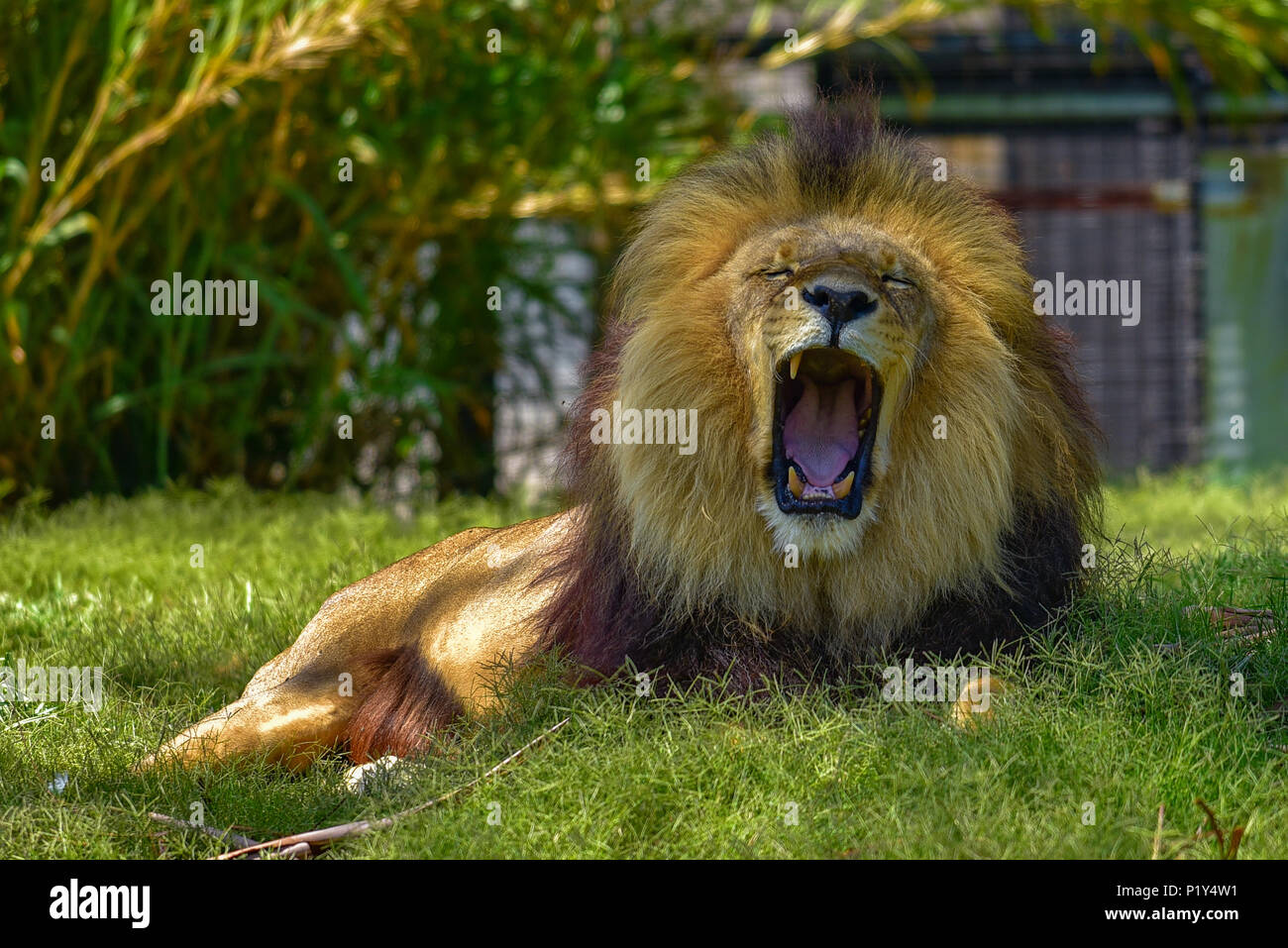 Lion the wildlife on grass Stock Photo
